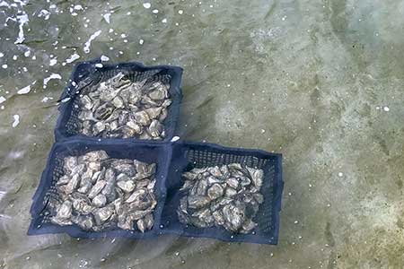 Huîtres et ma Ré | producteur et vente d'huîtres de l'île de Ré